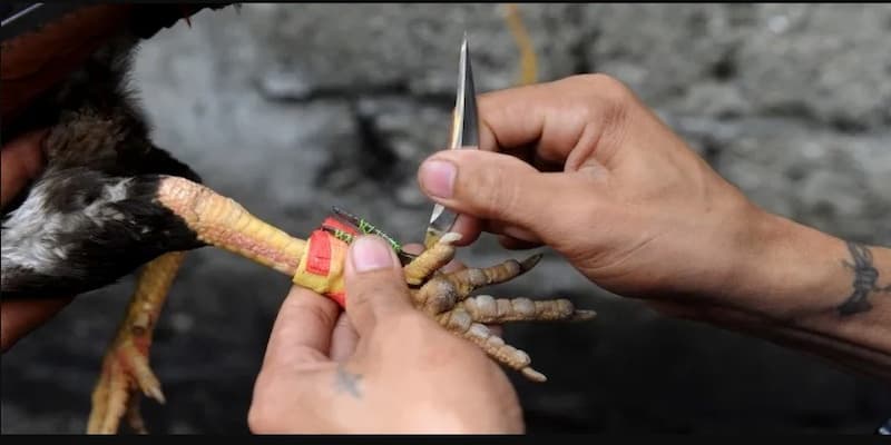 Hướng dẫn nạp tiền và rút tiền tại IWIN để chơi đá gà cựa dao